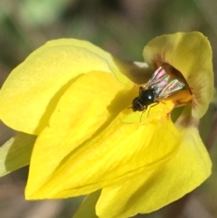 Lasioglossum (Chilalictus) sp. (genus & subgenus) at Mount Clear, ACT - 17 Oct 2021 by Ned_Johnston