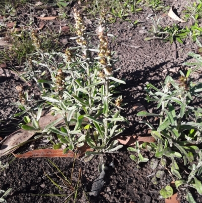 Gamochaeta calviceps (Narrowleaf Purple Everlasting) at Termeil, NSW - 18 Oct 2021 by Syncarpia