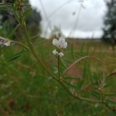 Vicia disperma (Two Seeded Vetch) at Holder Wetlands - 14 Oct 2021 by Miranda