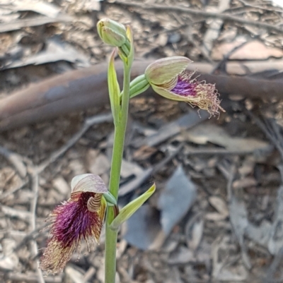 Calochilus platychilus (Purple Beard Orchid) at Gundaroo, NSW - 17 Oct 2021 by Harrisi