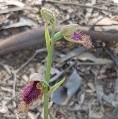 Calochilus platychilus (Purple beard orchid) at Gundaroo, NSW - 17 Oct 2021 by Harrisi