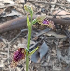 Calochilus platychilus at Gundaroo, NSW - 17 Oct 2021