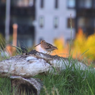 Gallinago hardwickii (Latham's Snipe) at Fyshwick, ACT - 18 Oct 2021 by MB