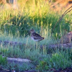 Gallinago hardwickii at Fyshwick, ACT - 18 Oct 2021 06:36 AM