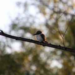 Todiramphus sanctus (Sacred Kingfisher) at Fyshwick, ACT - 18 Oct 2021 by MB
