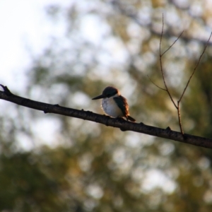 Todiramphus sanctus at Fyshwick, ACT - 18 Oct 2021