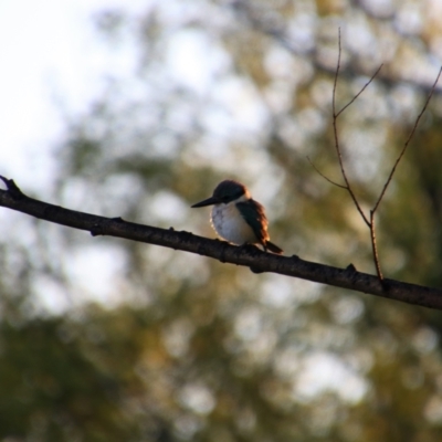 Todiramphus sanctus (Sacred Kingfisher) at Fyshwick, ACT - 18 Oct 2021 by MB