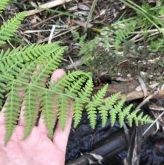 Hypolepis glandulifera (Downy Ground Fern) at Paddys River, ACT - 9 Oct 2021 by Tapirlord