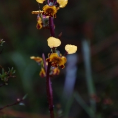 Diuris semilunulata (Late Leopard Orchid) at Tralee, NSW - 14 Oct 2021 by MB