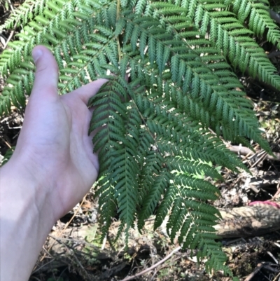 Dicksonia antarctica (Soft Treefern) at Paddys River, ACT - 9 Oct 2021 by Tapirlord