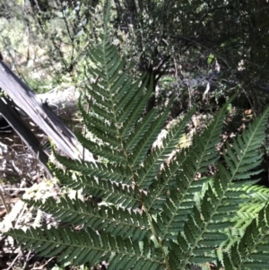 Dicksonia antarctica at Paddys River, ACT - suppressed