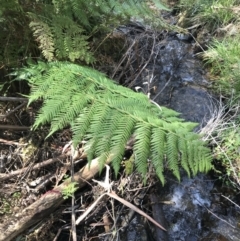 Dicksonia antarctica at Paddys River, ACT - suppressed