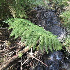 Dicksonia antarctica at Paddys River, ACT - suppressed