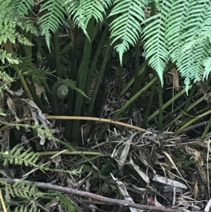 Dicksonia antarctica at Paddys River, ACT - suppressed