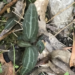 Clematis aristata at Paddys River, ACT - 9 Oct 2021 01:20 PM