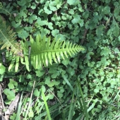 Blechnum nudum (Fishbone Water Fern) at Paddys River, ACT - 9 Oct 2021 by Tapirlord