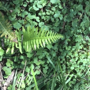 Blechnum nudum at Paddys River, ACT - 9 Oct 2021 01:21 PM