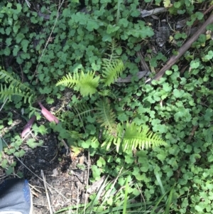 Blechnum nudum at Paddys River, ACT - 9 Oct 2021 01:21 PM