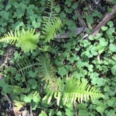 Blechnum nudum at Paddys River, ACT - 9 Oct 2021 01:21 PM