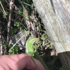 Pterostylis curta (Blunt Greenhood) at Paddys River, ACT - 9 Oct 2021 by Tapirlord