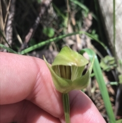 Pterostylis curta at Paddys River, ACT - suppressed