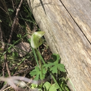 Pterostylis curta at Paddys River, ACT - suppressed