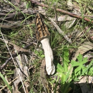 Morchella elata group at Paddys River, ACT - 9 Oct 2021