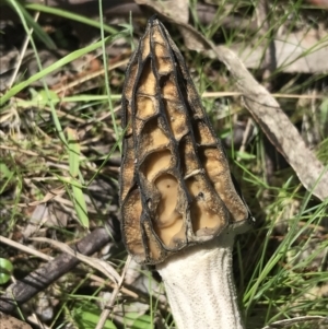 Morchella elata group at Paddys River, ACT - 9 Oct 2021