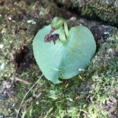 Corysanthes sp. (A Helmet Orchid) at Tidbinbilla Nature Reserve - 9 Oct 2021 by Tapirlord