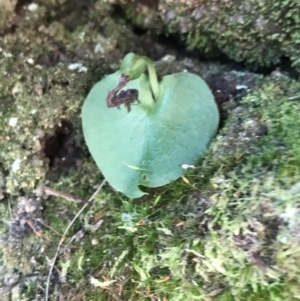 Corysanthes sp. at suppressed - 9 Oct 2021