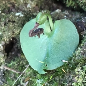 Corysanthes sp. at suppressed - 9 Oct 2021