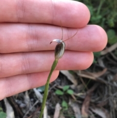 Pterostylis pedunculata (Maroonhood) at Paddys River, ACT - 9 Oct 2021 by Tapirlord