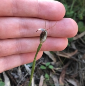 Pterostylis pedunculata at Paddys River, ACT - suppressed