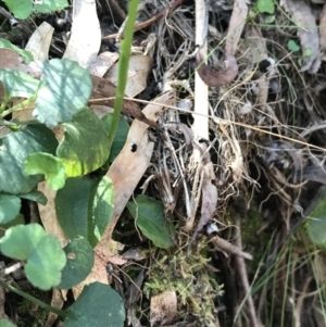 Pterostylis pedunculata at Paddys River, ACT - suppressed