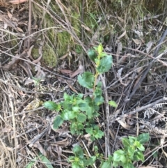 Coprosma hirtella (Currant Bush) at Tidbinbilla Nature Reserve - 9 Oct 2021 by Tapirlord