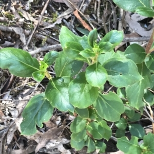 Coprosma hirtella at Paddys River, ACT - 9 Oct 2021