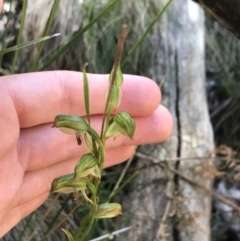 Bunochilus montanus (Montane Leafy Greenhood) at Tidbinbilla Nature Reserve - 9 Oct 2021 by Tapirlord