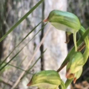 Bunochilus montanus (ACT) = Pterostylis jonesii (NSW) at Paddys River, ACT - 9 Oct 2021