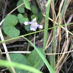 Viola hederacea (Ivy-leaved Violet) at Tidbinbilla Nature Reserve - 9 Oct 2021 by Tapirlord