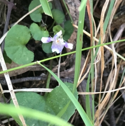 Viola hederacea (Ivy-leaved Violet) at Paddys River, ACT - 9 Oct 2021 by Tapirlord