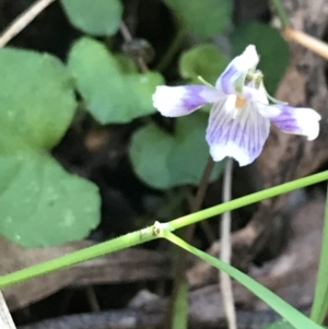 Viola hederacea at Paddys River, ACT - 9 Oct 2021