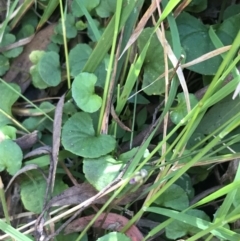 Viola hederacea at Paddys River, ACT - 9 Oct 2021