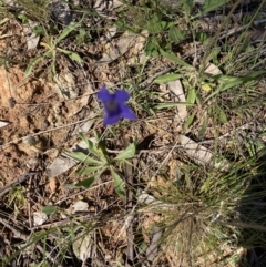 Wahlenbergia sp. (Bluebell) at Red Hill Nature Reserve - 17 Oct 2021 by Jenny54