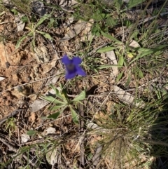 Wahlenbergia sp. (Bluebell) at Deakin, ACT - 18 Oct 2021 by Jenny54