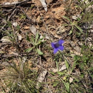 Wahlenbergia sp. at Deakin, ACT - 18 Oct 2021