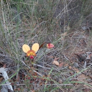 Diuris orientis at Seddon, SA - suppressed