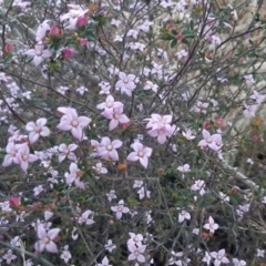Boronia sp. (TBC) at suppressed - 16 Sep 2021 by laura.williams