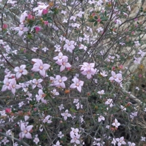 Boronia sp. (TBC) at suppressed by laura.williams