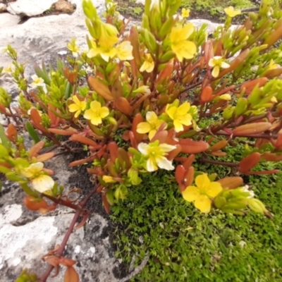 Roepera billardierei (Coastal Twinleaf) at Flinders Chase, SA - 5 Sep 2021 by laura.williams