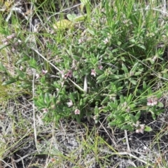 Unidentified Other Shrub (TBC) at Newland, SA - 18 Sep 2021 by laura.williams